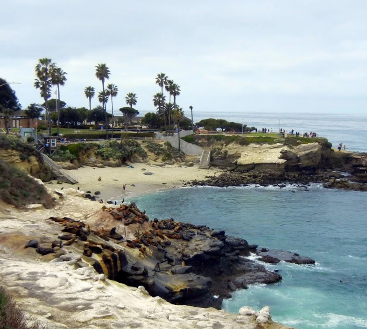 Palm trees overlooking a sandy cove
