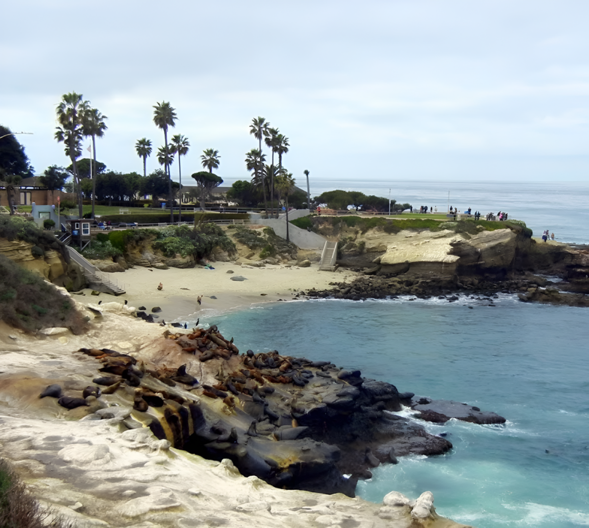 Rocky coastline with palm trees and houses under a cloudy sky.